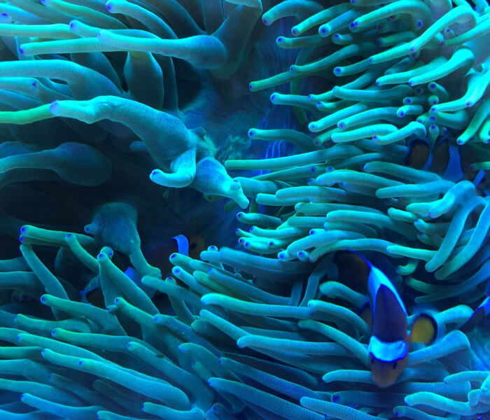 Experience prompts new actions for reef citizen scientists