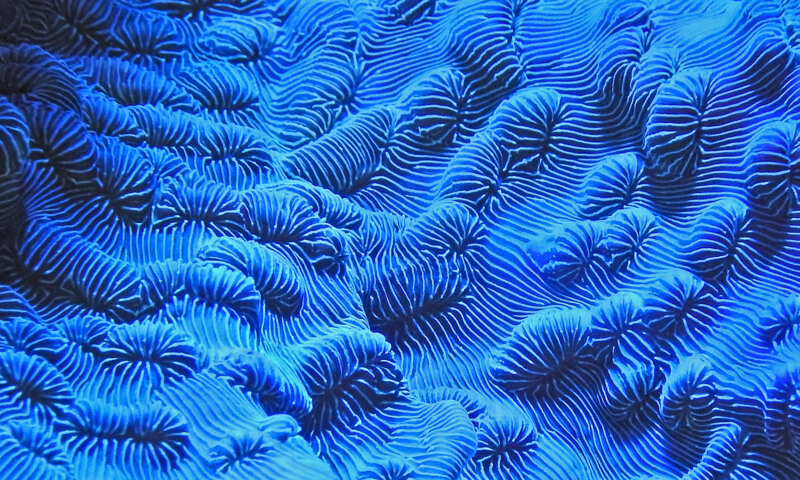 Research Opportunities